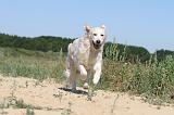 GOLDEN RETRIEVER 222